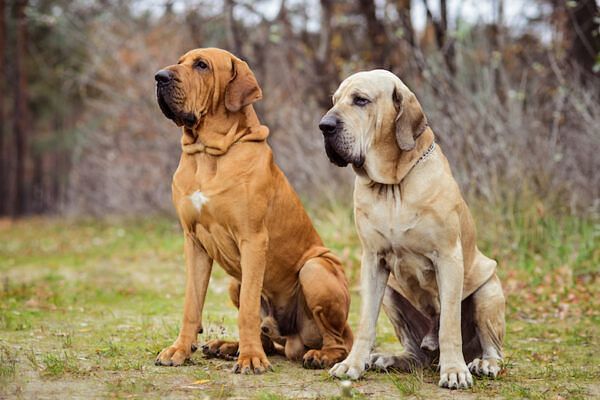Most Dangerous Dogs:लखनऊ में बुजर्ग महिला की मौत के बाद सवाल उठ रहे हैं कि क्या इतने खूंखार कुत्तों को पालना सही है?