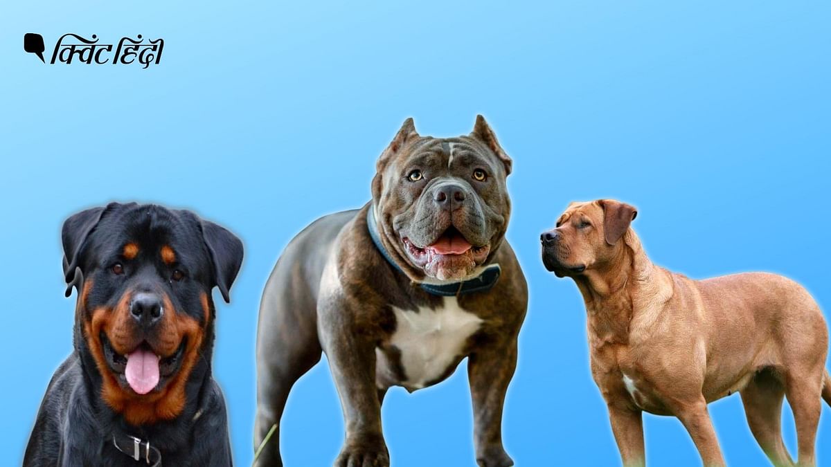 Pitbull से अमेरिकन बुलडॉग तक ये हैं सबसे खतरनाक कुत्ते,जिनपर कई देशों में है बैन
