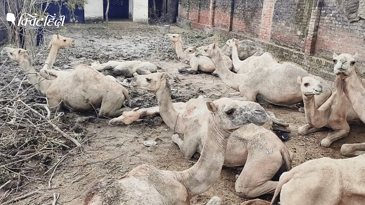 Varanasi: कोर्ट के आदेश के बाद भी राजस्थान नहीं भेजे गए ऊंट, एक की हुई मौत