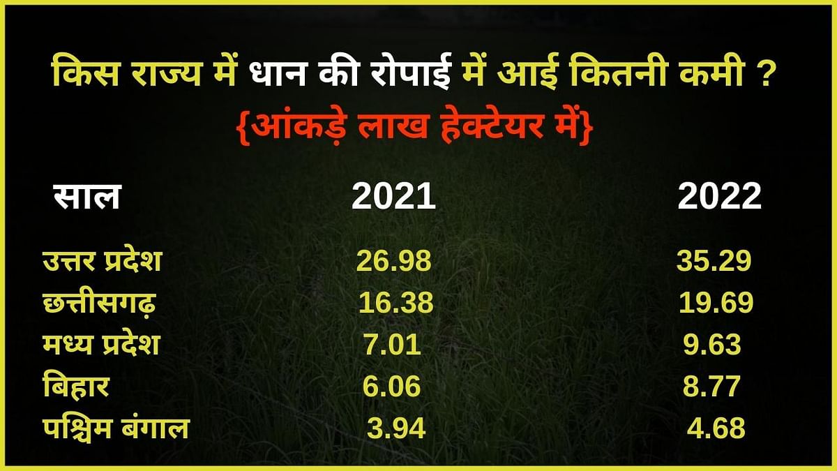 भारत में धान का रकबा पिछले साल 155.3 लाख हेक्टेयर था जो अब 128.5 लाख हेक्टेयर रह गया है. 