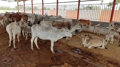 <div class="paragraphs"><p>Amroha में जहरिली घास खा कर 50 से ज्यादा गायों की मौत, सीएम ने दिए जांच के आदेश</p></div>