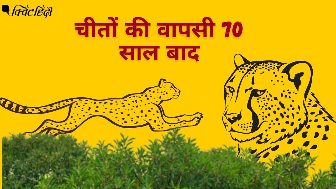 <div class="paragraphs"><p>Cheetah Project:भारत में 70 साल बाद हो रही चीतों की वापसी</p></div>
