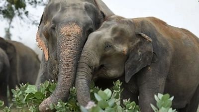 Assam: जंगली हाथियों से परेशान नाबालिग लड़कों ने पेड़ के ऊपर गुजारी रात