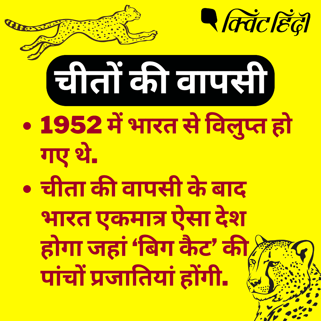 Project cheetah : 1952 में भारत से विलुप्त हो गए थे चीते, अब 70 साल बाद एक फिर हो रही उनकी वापसी.