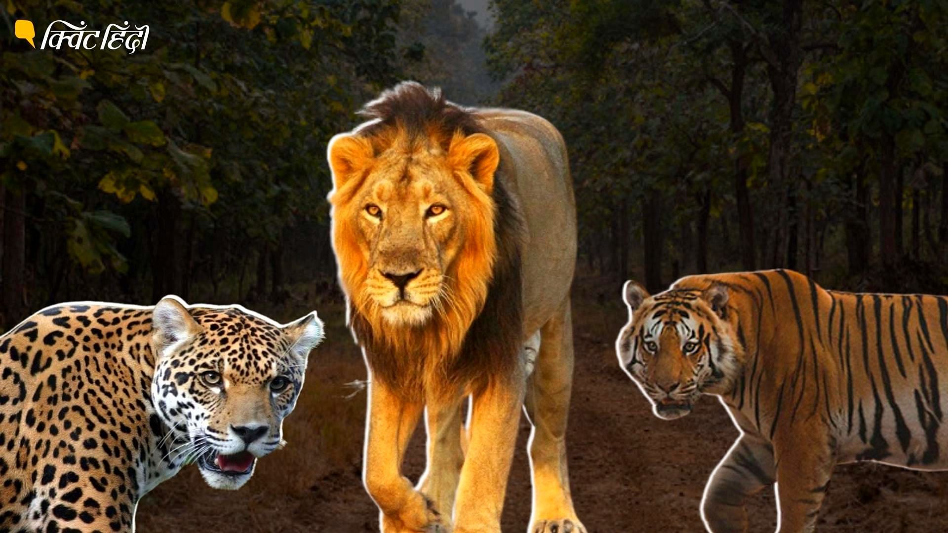 <div class="paragraphs"><p>Project Cheetah: भारत में बड़ी बिल्लियों की पांच प्रजातियां पाई जाती हैं</p></div>