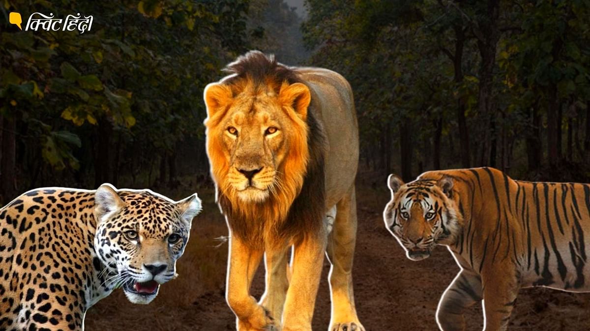 Cheetah Project: भारत में चीते तो आ गए लेकिन शेर,बाघ,तेंदुए की कितनी है संख्या?