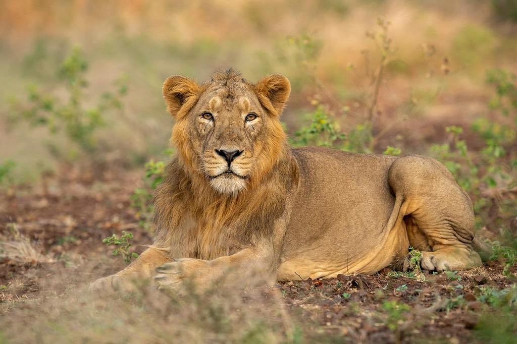 Project Cheetah: भारत में सबसे ज्यादा बाघ (Tiger) पाए जाते हैं, एशियाई शेर (Asiatic Lion) भारत में ही पाए जाते हैं