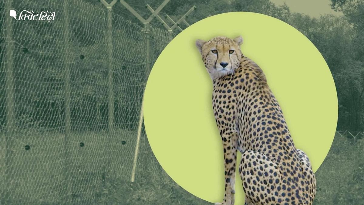 Project Cheetah: कुनो के ग्राउंड जीरो पर अफ्रीकी चीतों के लिए क्या है तैयारी?