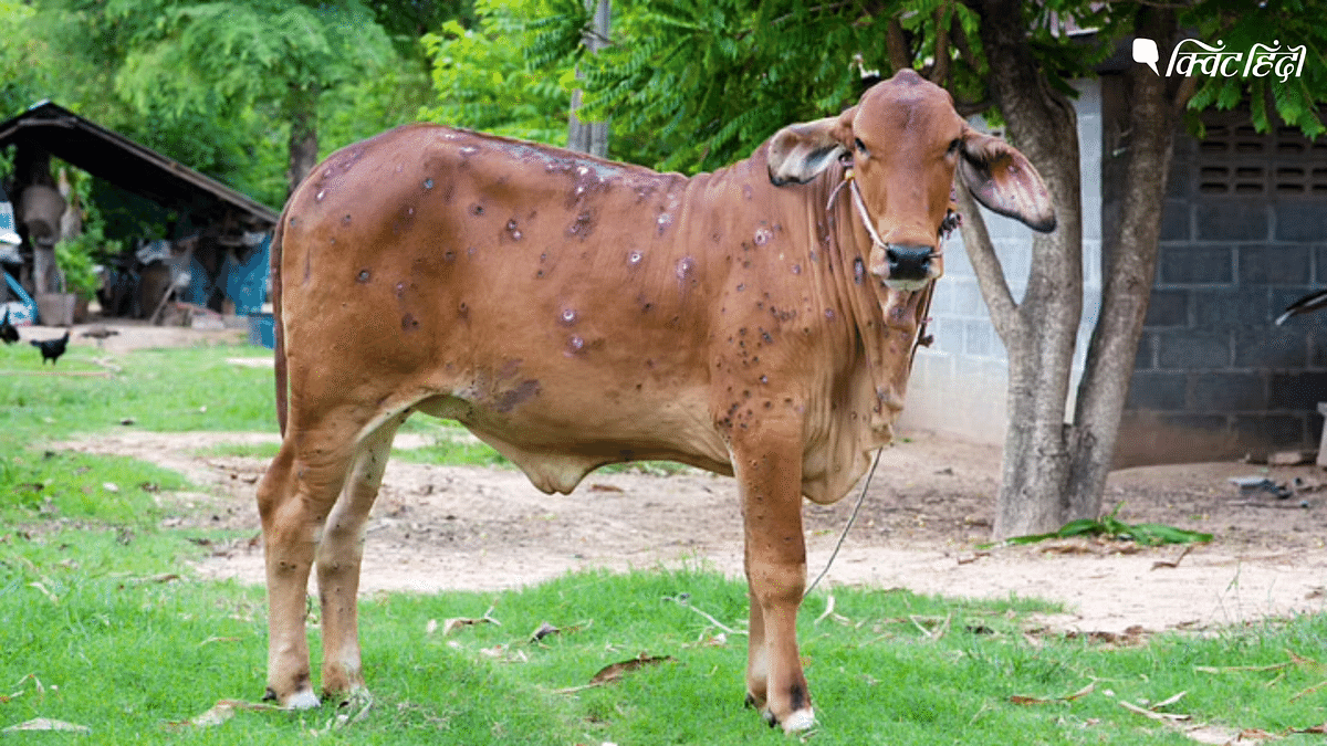 Lumpy Virus: राजस्थान में 61 हजार गायों की मौत, 13 लाख पशु संक्रमित