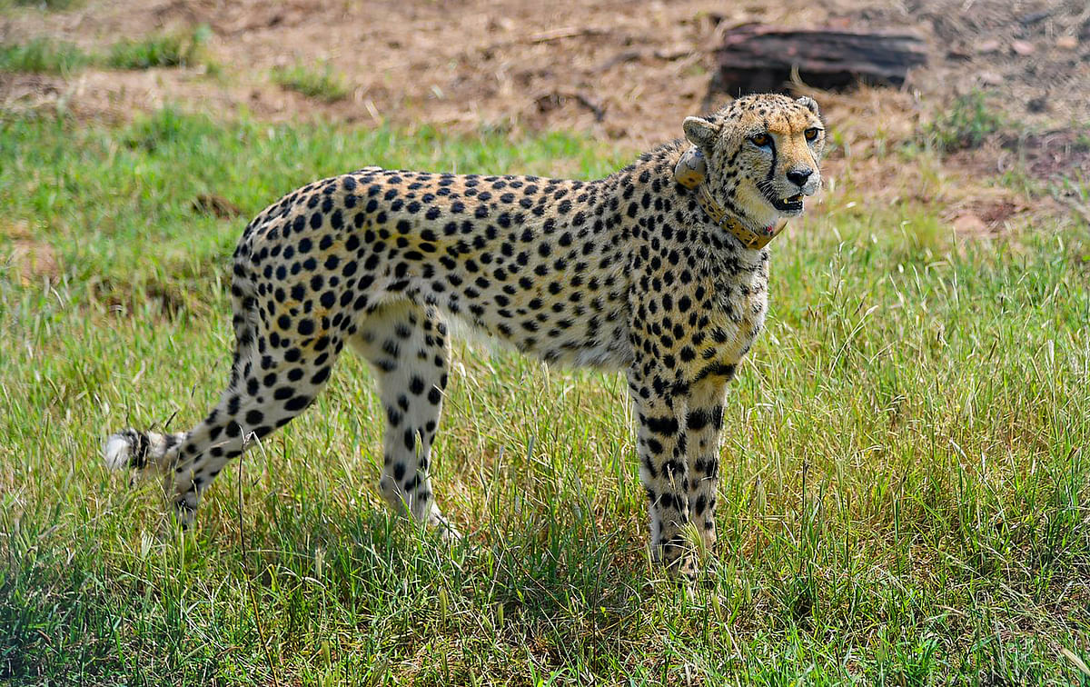 Project Cheetah: चीतों को भारत लाने का प्रोजेक्ट कब शुरू हुआ- कितना खर्च आया?