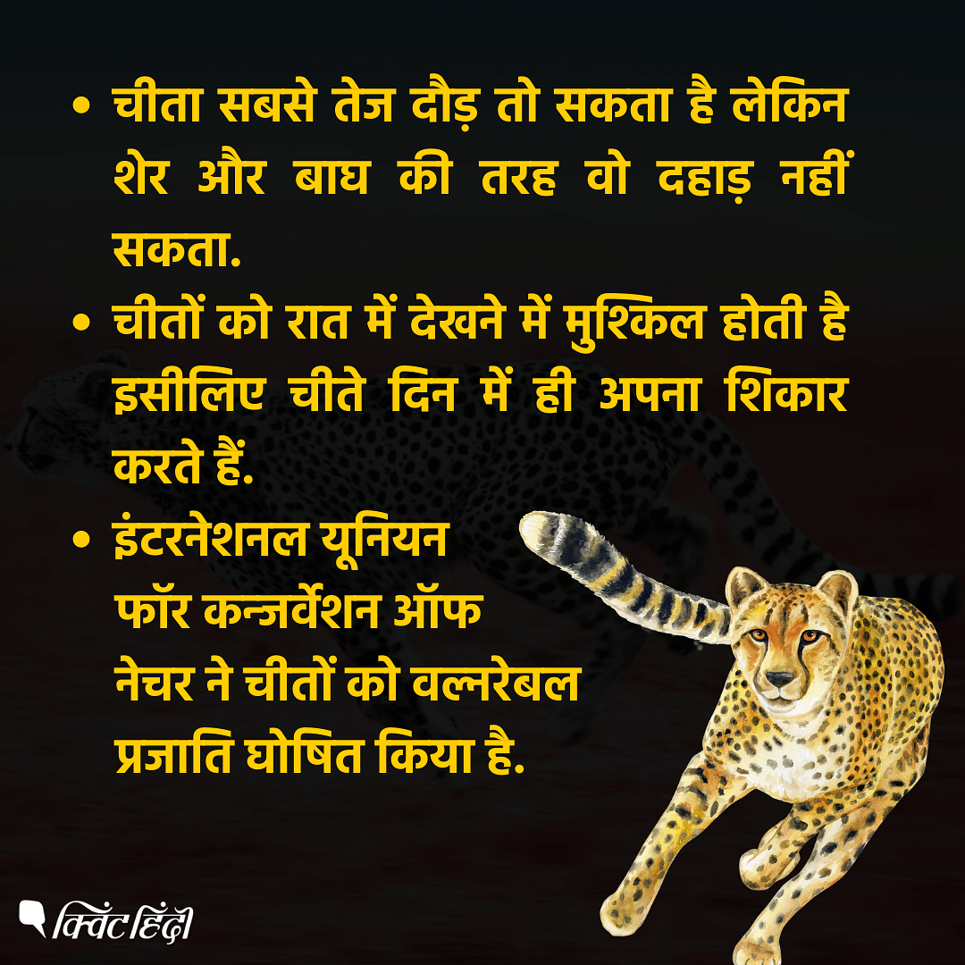 Speciality of Cheetah: भारत में विलुप्त होने के 70 से अधिक सालों के बाद चीतों (Cheetah) को फिर से वापस लाया गया है. 