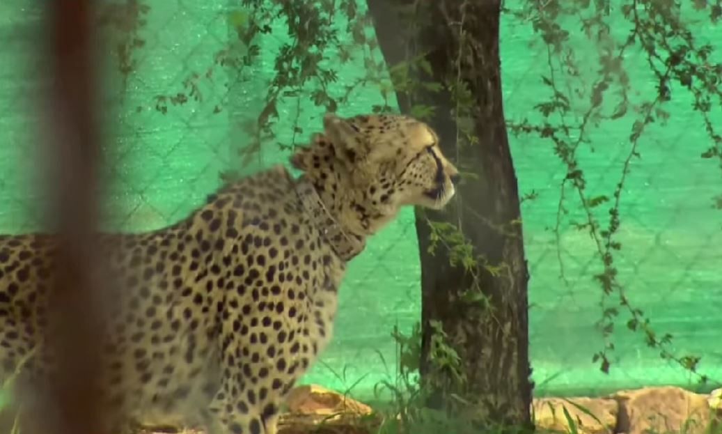 Project Cheetah: 70 साल बाद एक बार फिर भारत में चीतों की वापसी हुई.