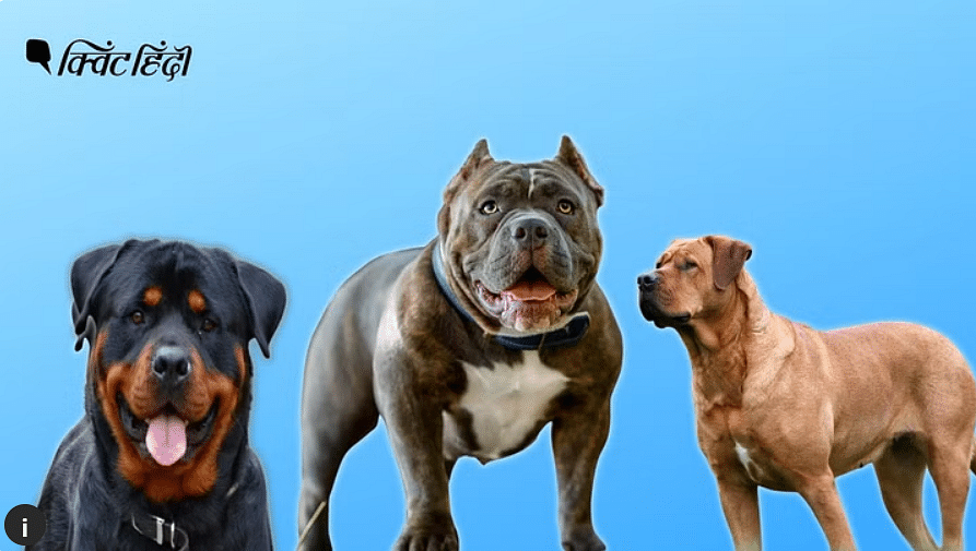 Dog Attack: कुत्तों से लोग परेशान, लेकिन डॉग को समझना भी जरूरी