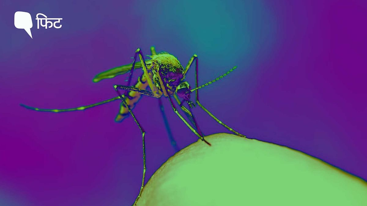 क्या आप 'मच्छर मैग्नेट' हैं? क्यों मच्छर कुछ लोगों को अधिक काटते हैं: स्टडी