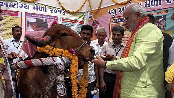 BJP के गुजरात मॉडल में गौमाता चराई की जमीन के लिए तरस रही है