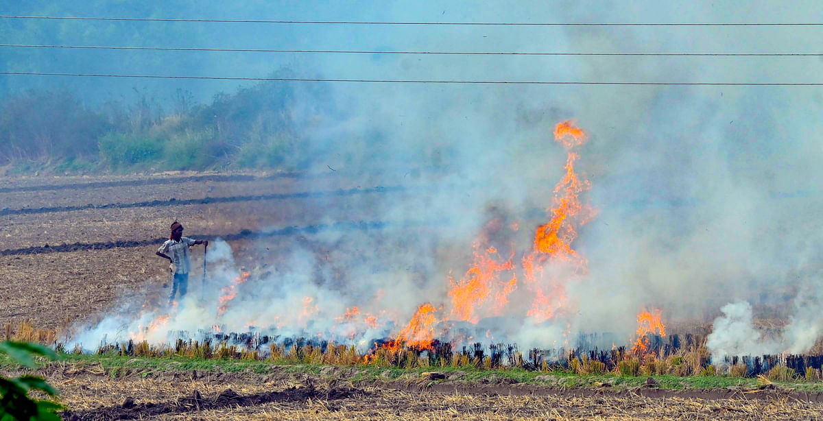 Stubble Burning: हरियाणा में इस बार पराली कम जली और पंजाब में ज्यादा, हरियाणा ने कैसे पाया काबू?