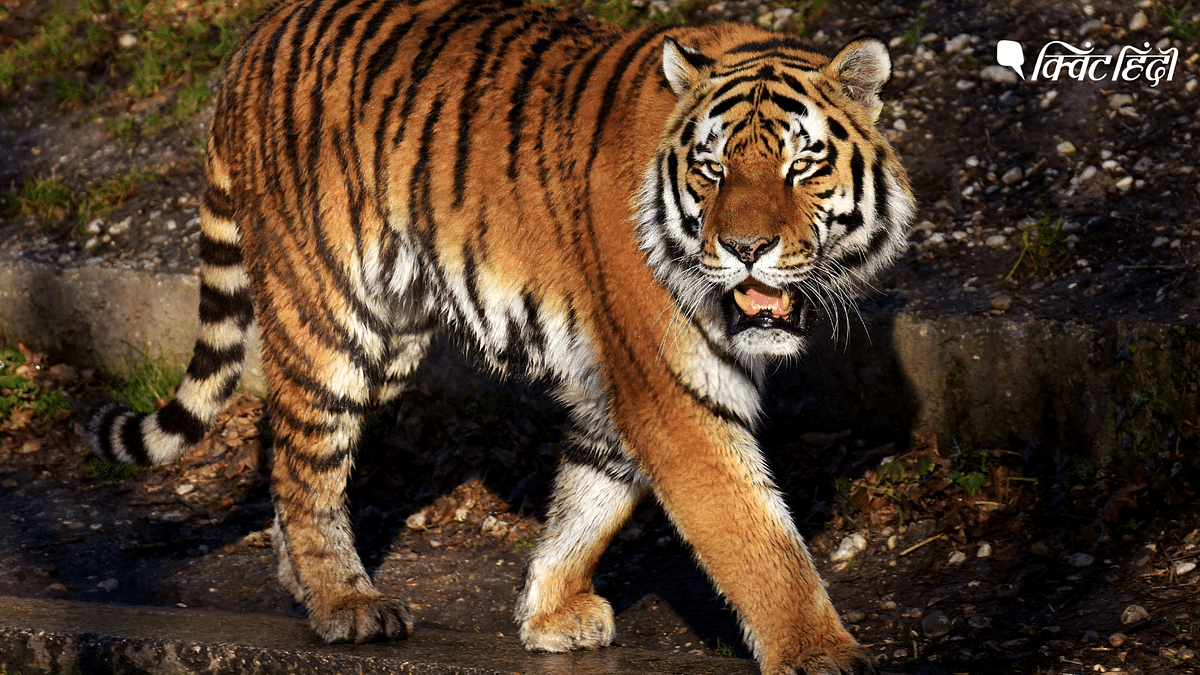 महाराष्ट्र: विदर्भ में जारी है बाघ और इंसान का संघर्ष