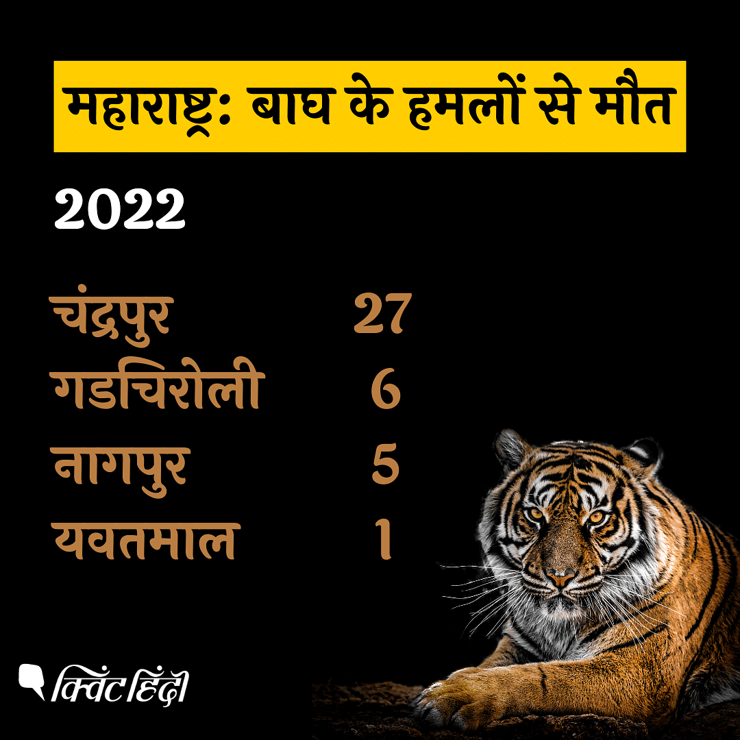 देश में बाघों की संख्या बढ़ रही है लेकिन मानव जनसंख्या वृद्धि की दर बहुत ज्यादा है. 