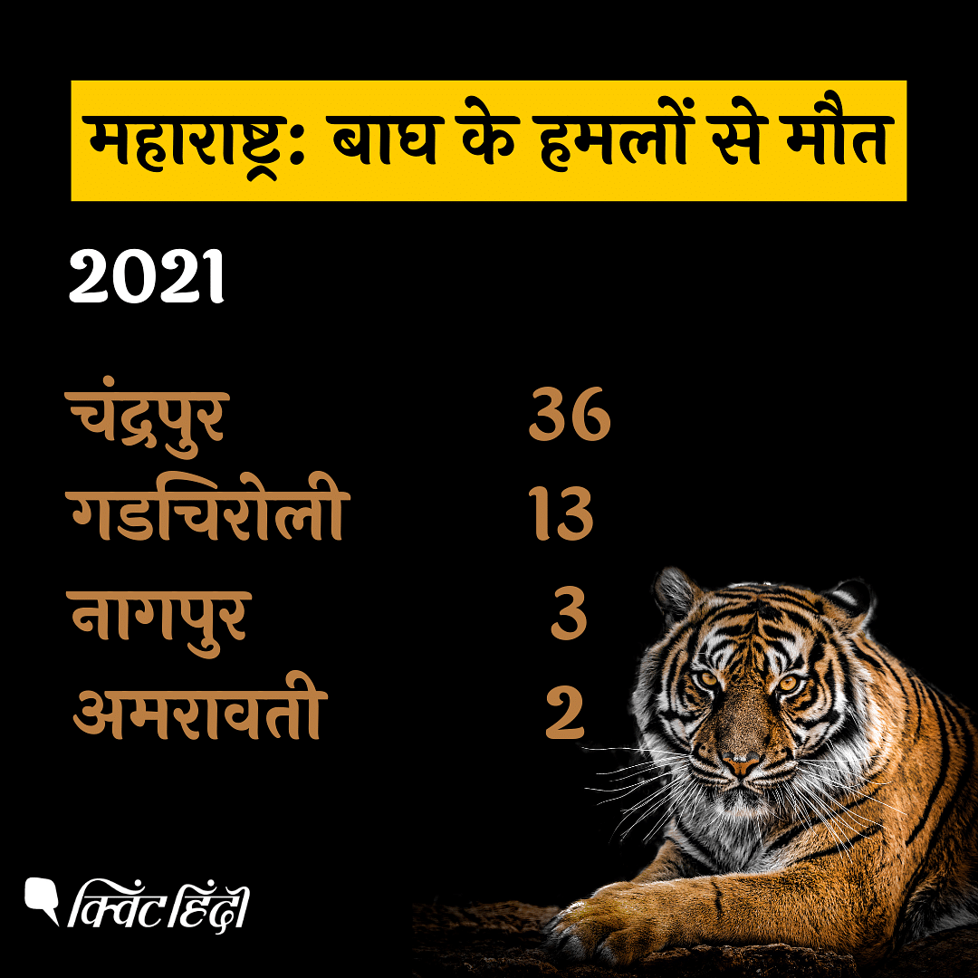 देश में बाघों की संख्या बढ़ रही है लेकिन मानव जनसंख्या वृद्धि की दर बहुत ज्यादा है. 