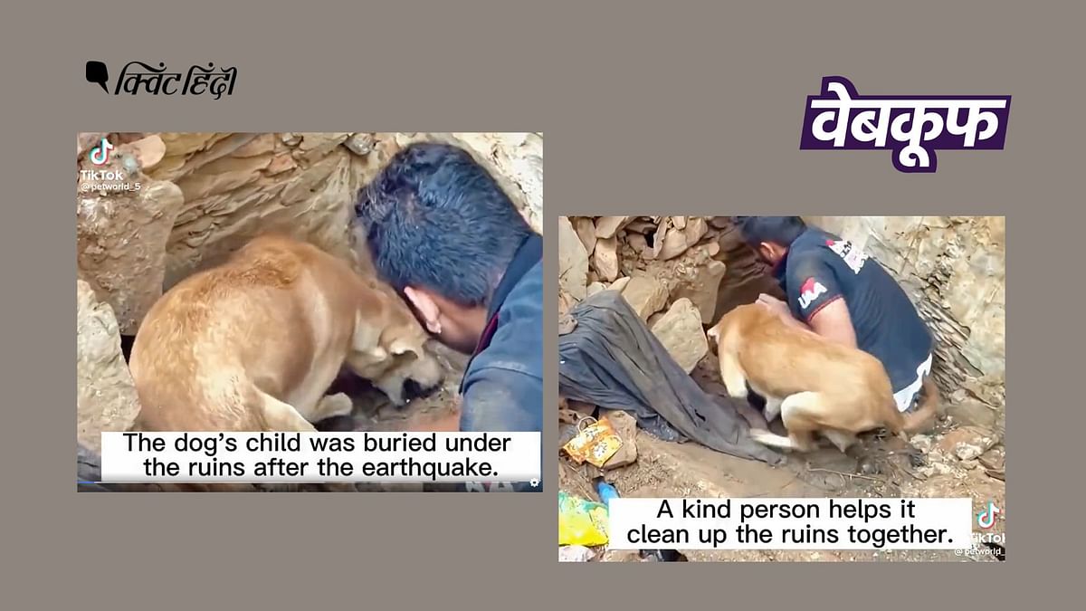 Turkey-Syria भूकंप से जोड़कर मलबे में दबे पिल्लों के वायरल वीडियो का क्या है सच?