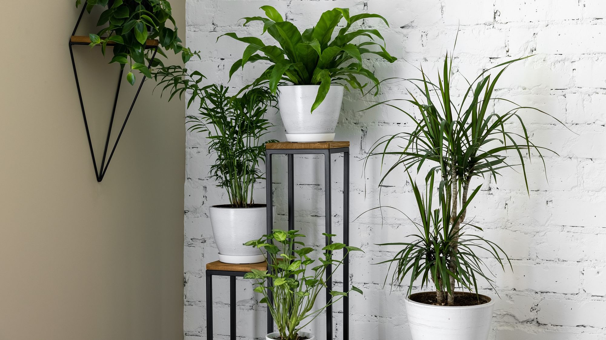 <div class="paragraphs"><p>10 Indoor Air Purifying Plants In Hindi: फेफड़ों को स्वस्थ और घर की हवा शुद्ध बनाते ये पौधे</p></div>