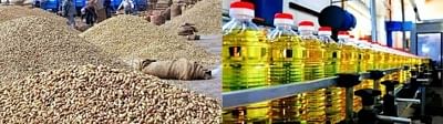 मूंगफली का उत्पादन कम है और दूसरी ओर निर्यात बढ़ रहा है। इससे तेल मिलों को मूंगफली की आपूर्ति प्रभावित होती है