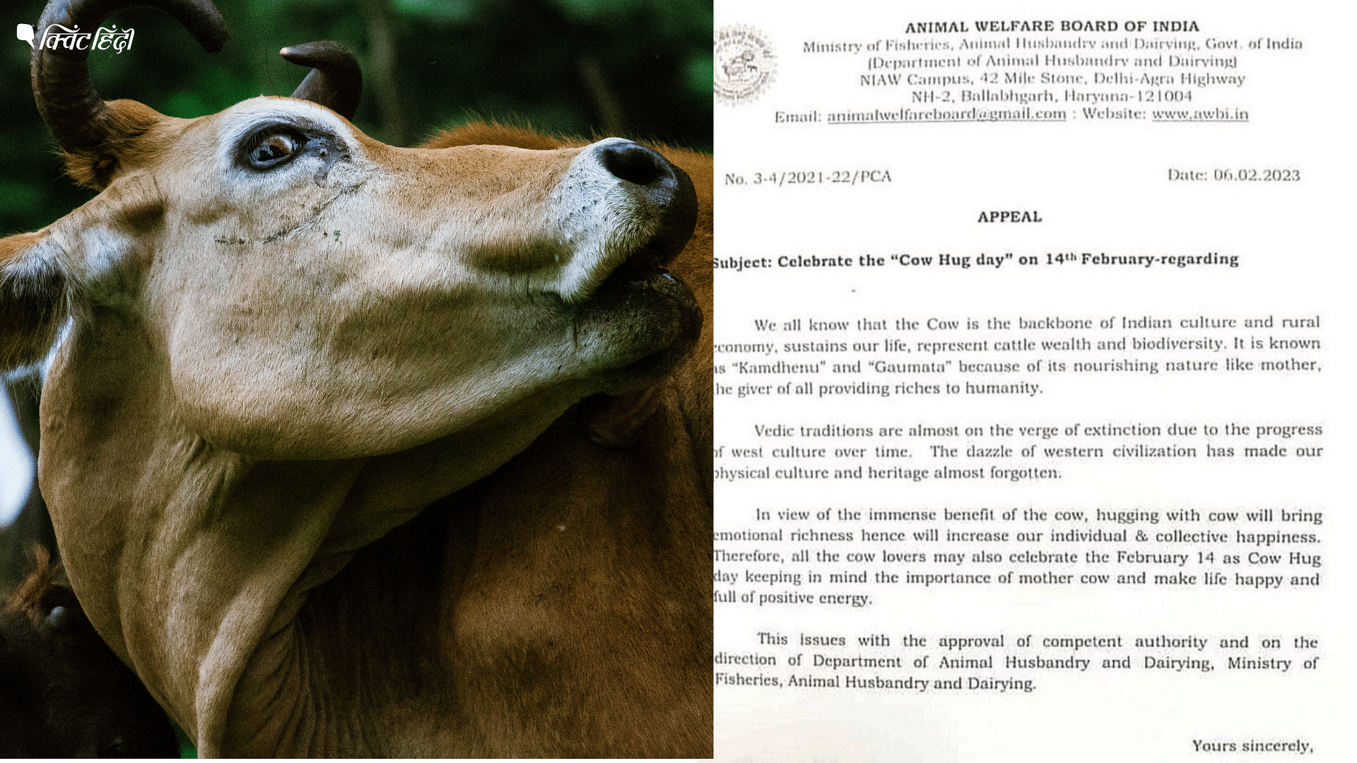14 फरवरी को Cow Hug Day मनाने की अपील, सरकार ने इसके पीछे क्या वजह बताई,  valentine day 14 February Celebrate Cow Hug Day instead Animal Welfare Board