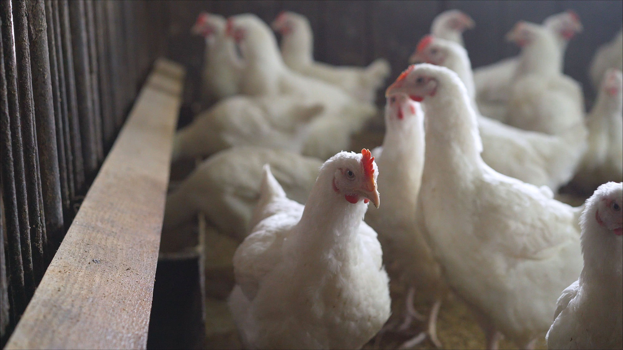 <div class="paragraphs"><p>Bird Flu: क्या बर्ड फ्लू में चिकन और अंडा खाना चाहिए?&nbsp;</p></div>