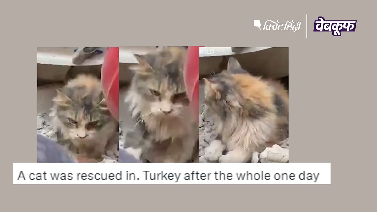 Turkey के हालिया भूकंप का नहीं, 3 साल पुराना है रेसक्यू हुई बिल्ली का वीडियो