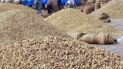 मूंगफली का उत्पादन कम है और दूसरी ओर निर्यात बढ़ रहा है। इससे तेल मिलों को मूंगफली की आपूर्ति प्रभावित होती है