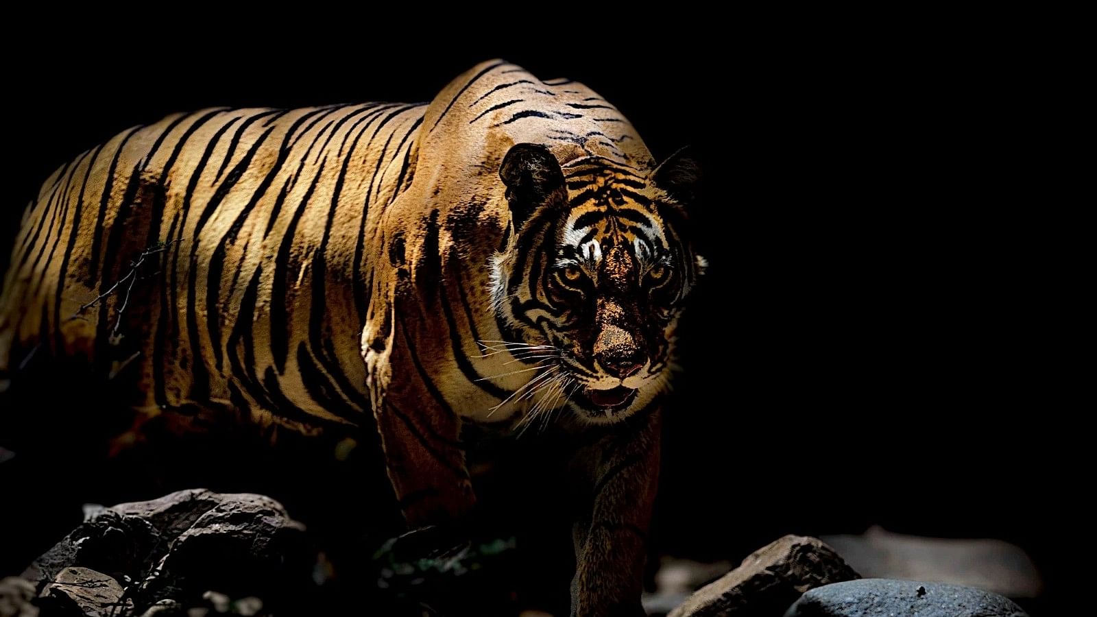 <div class="paragraphs"><p>Project Tiger:भारत में बड़ी बाघों की संख्या,  2018 से 6.74% ज्यादा टाइगर- PM मोदी</p></div>