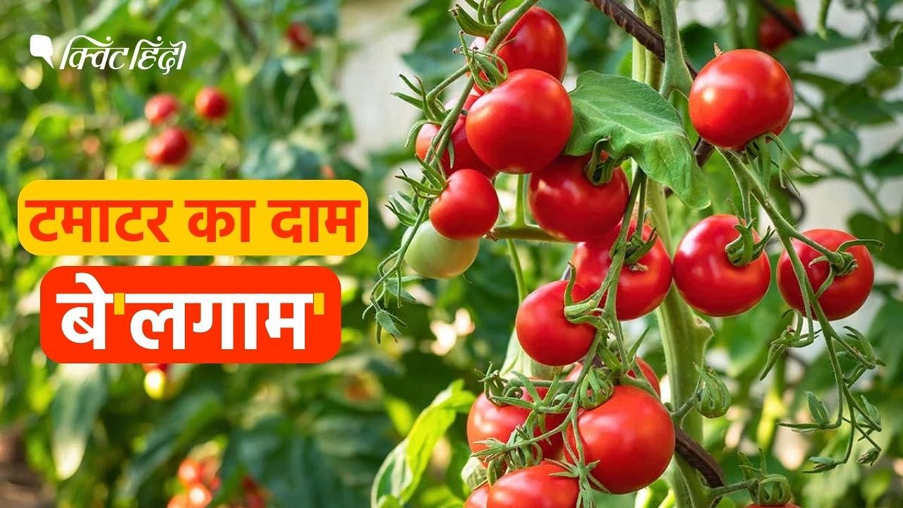 <div class="paragraphs"><p>Tomato Price Rise: देशभर में टमाटर  के दाम अचानक से बढ़ गए हैं</p></div>