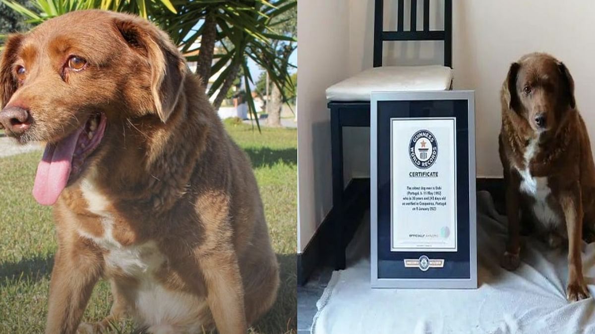 World's Oldest Dog Dead: दुनिया के सबसे उम्रदराज कुत्ते बॉबी की मौत, जानिए पूरी कहानी