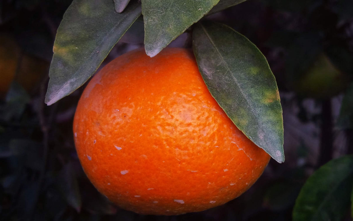 Benefits Of Oranges: हर दिन संतरा खाने से हेल्थ को मिलता कई फायदा.   