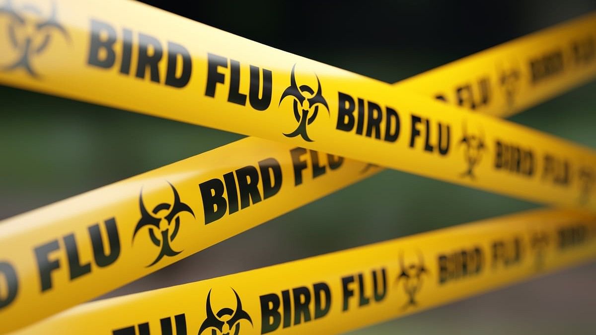 <div class="paragraphs"><p>Bird Flu: एक व्यक्ति की बर्ड फ्लू से हुए मौत</p></div>