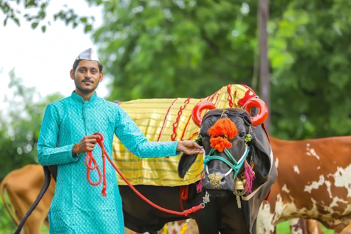 Bail Pola 2022 बैल पोला पर्व आज, जानें क्यों और कैसे मनाया जाता यह