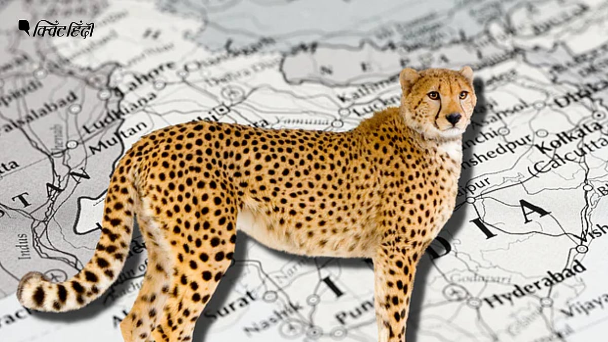 Project cheetah भारत में चीतों के लुप्त होने से वापस लाए जाने तक कब