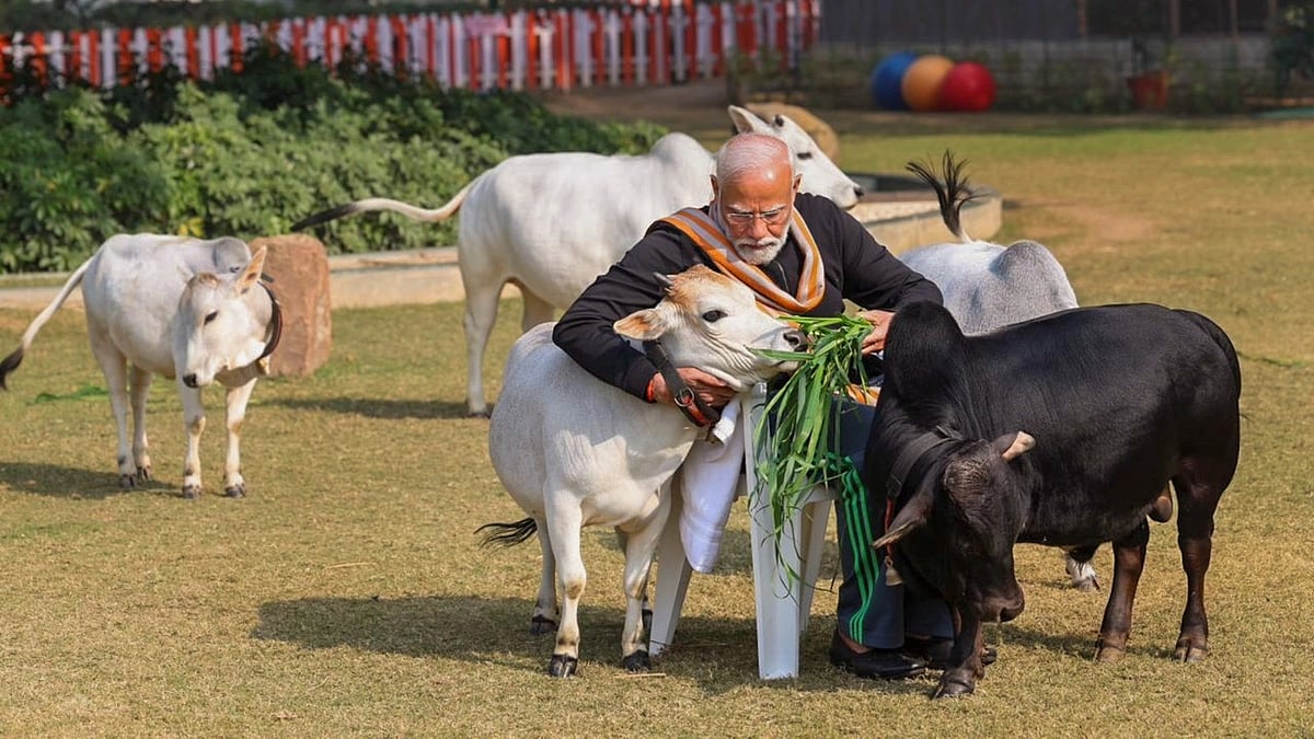 PM Modi Feeding Cows pm-modi-feeding-cows