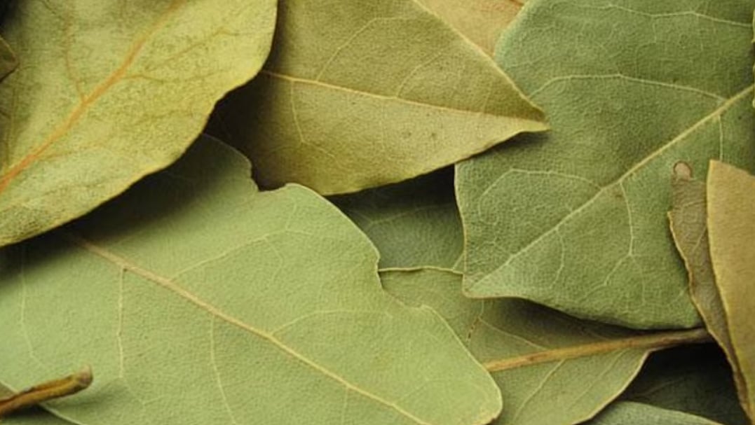 Bay leaf Water Benefits उबले हुए तेजपत्ते का पानी पिएं, हेल्थ को होंगे