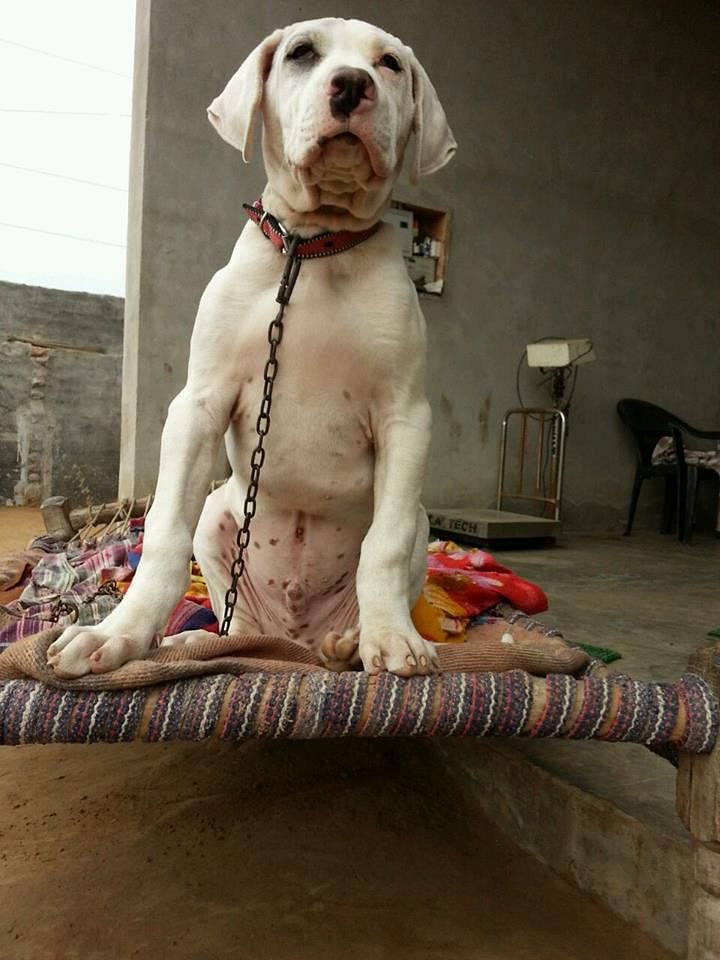 Pajabi Dog Xxx Vidio - Punjab's Pride: The Pakistani Bully Dog