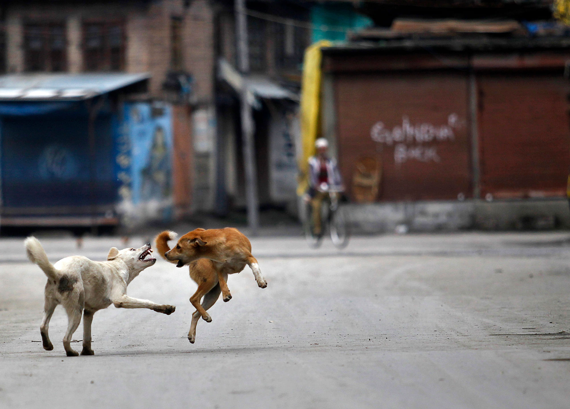 Street dog. Стрит дог. Stray Dogs Living on the Streets. Dog Stray. Tbilisi. Dogs in Cairo.