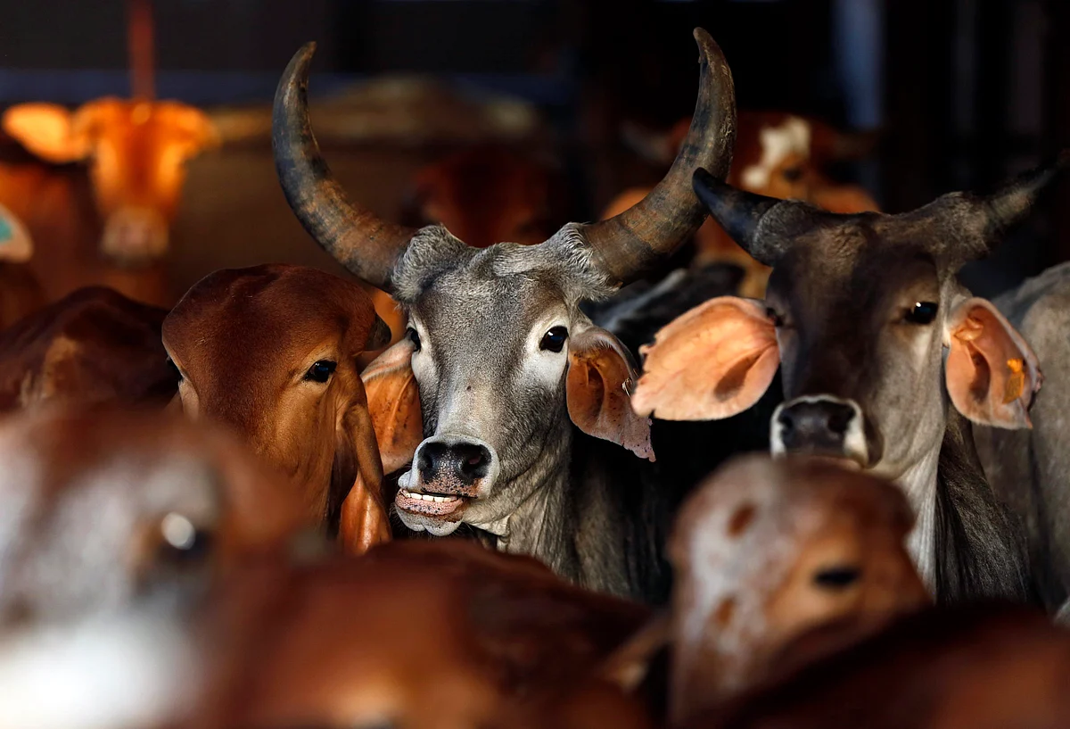Cow slaughter is completely banned in Maharashtra while possession and consumption of beef brought from outside the state is permissable. (Picture Courtesy: Reuters)
