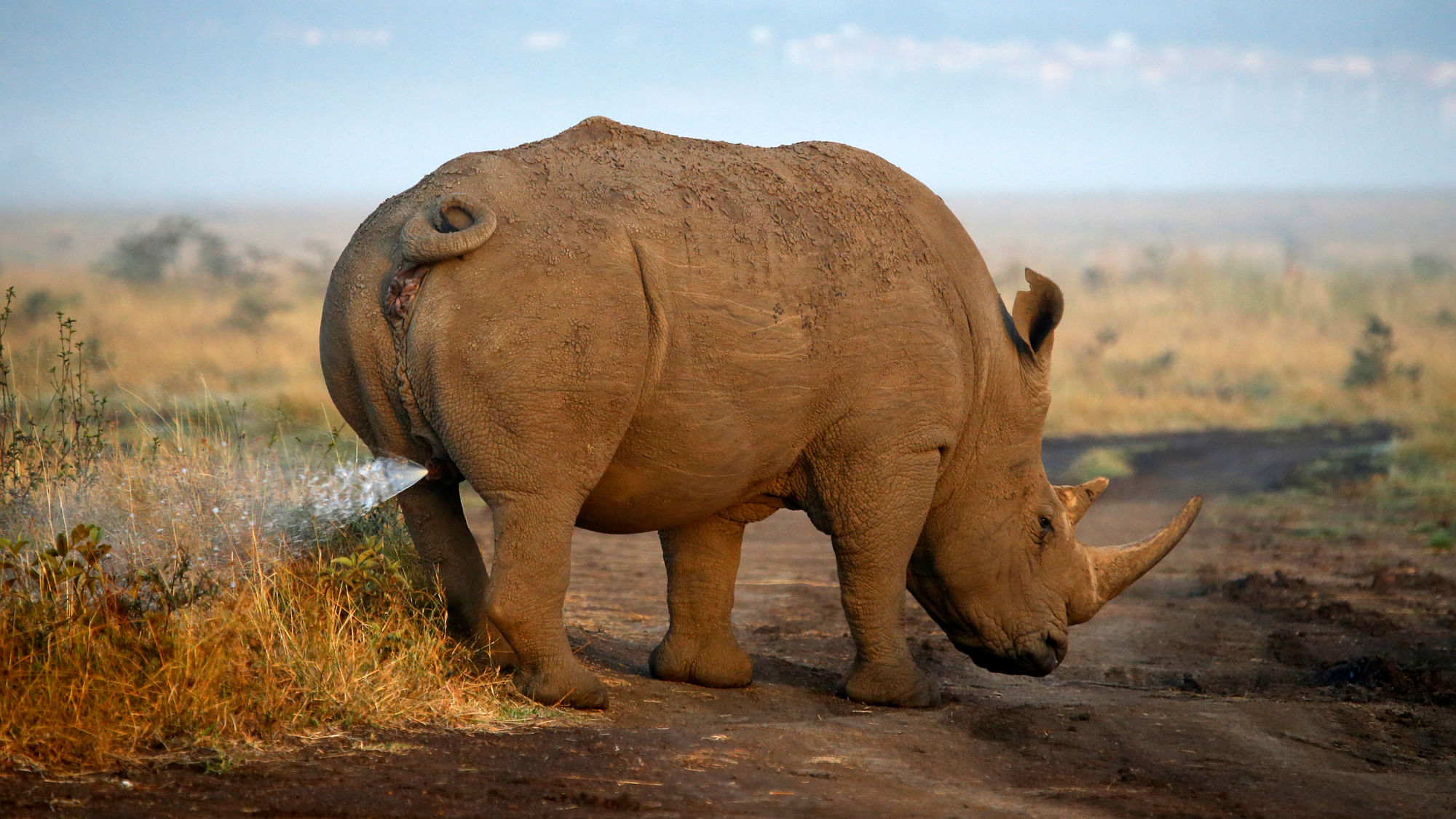 A rhino ‘relieves’ himself in the wild. (Photo:Reuters)