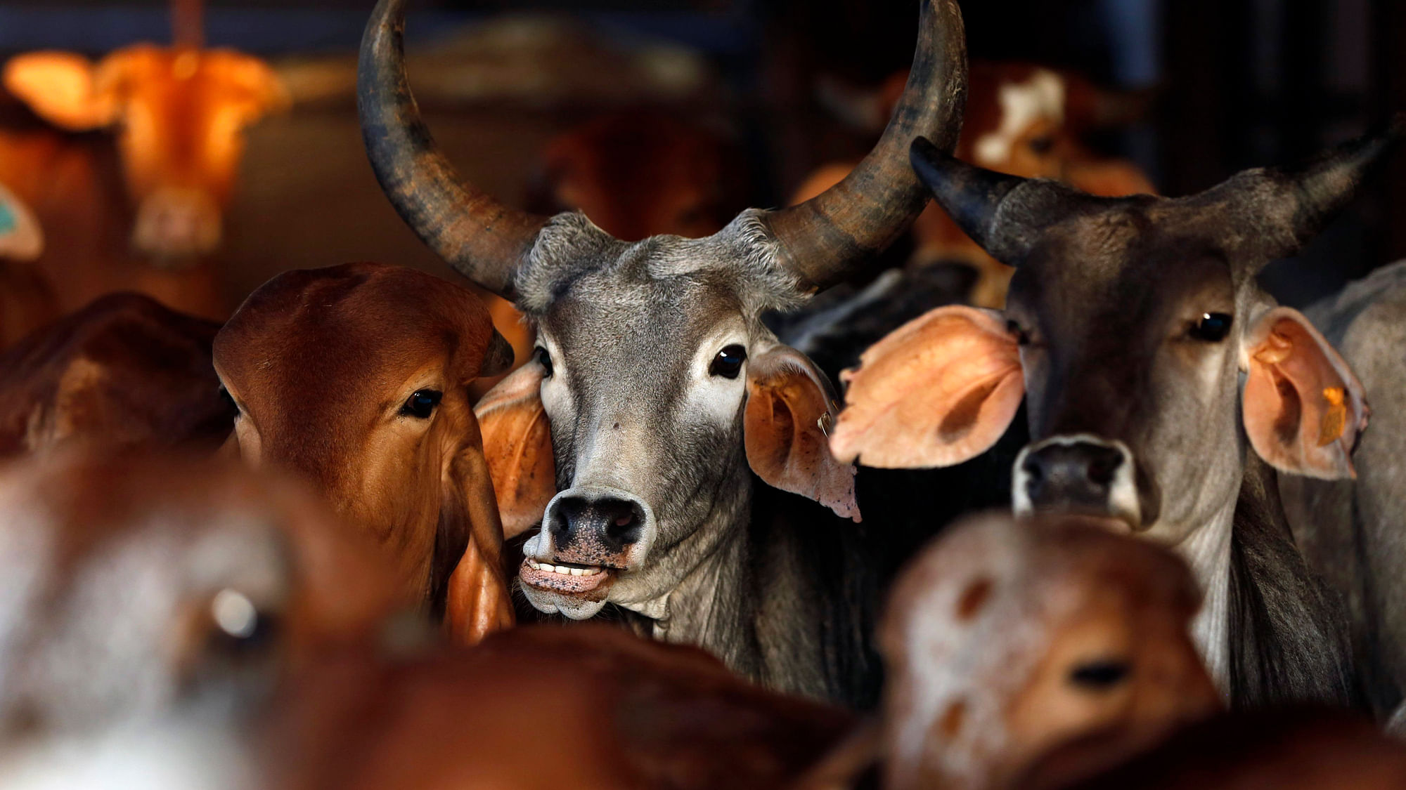 BJP leaders in Meghalaya, Manipur, and Nagaland have assured people that no beef ban will take place. (Photo: Reuters)
