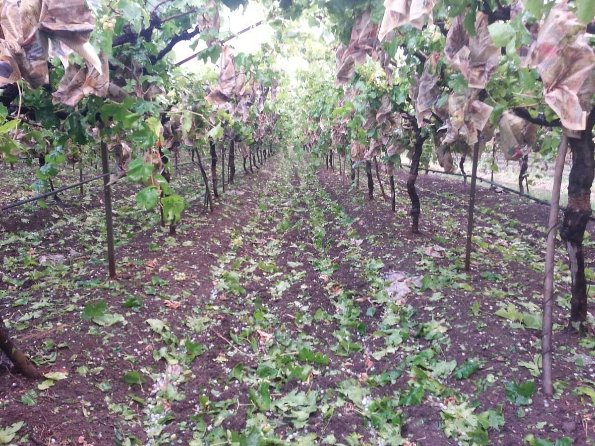 Take a look at the rain-ravaged crop in Maharashtra’s grape-growing belt. 