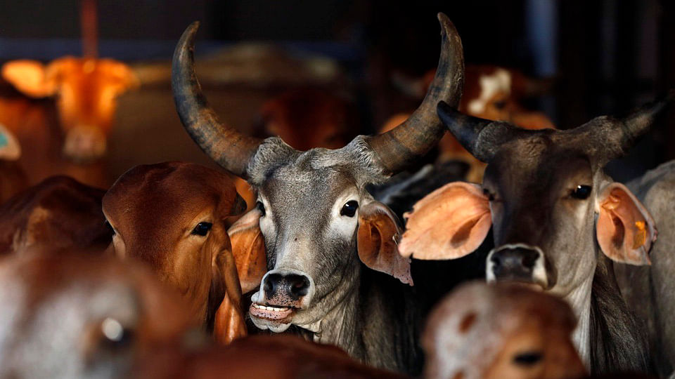 After the complaint by Gau Raksha Dal leader, the police arrested the two under section 295 A. (Photo: Reuters)