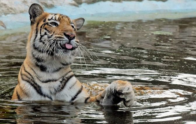 Though India, Russia, Bhutan and Nepal counted more tigers since the last surveys, Southeast Asian nations struggled.
