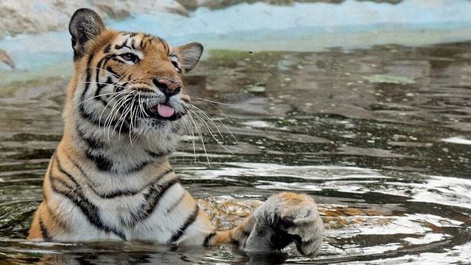 Conservation efforts to save the tigers and facilitate tourism may be resulting in dislocation of tribes from sanctuaries and wildlife parks. (Photo: <i>PTI</i>)