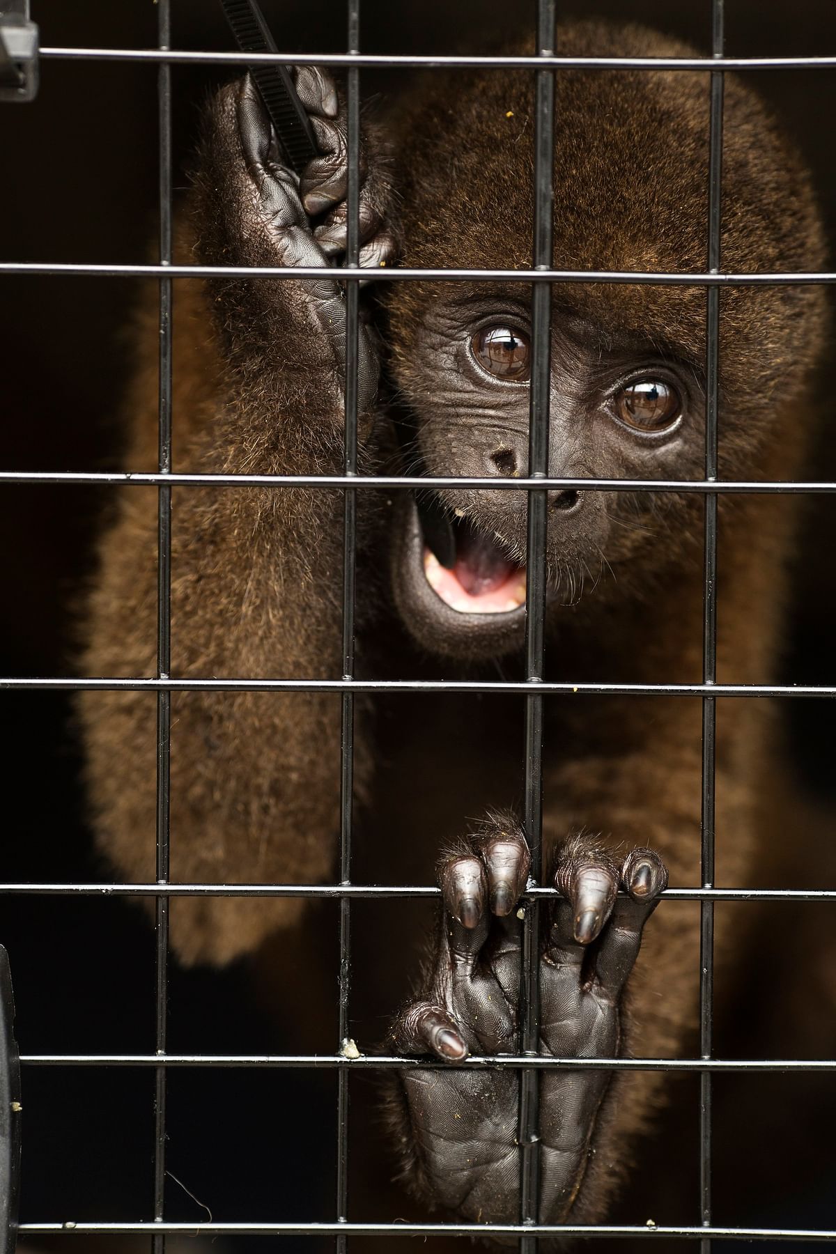 A bunch of 39 monkeys that were rescued recently and have now been moved to a sanctuary. 