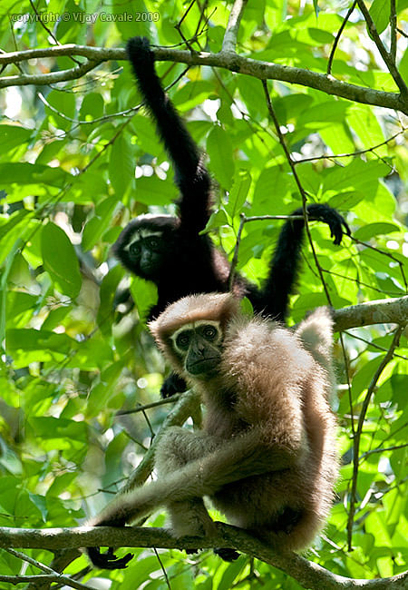A couple of Hoolock Gibbons in the Patharia Hills Reserve Forest. (Photo Courtesy: <i><a href="http://vijaycavale.blogspot.in/2009/06/kaziranga-tiger-reserve-assam-may-2009.html">vijaycavale.blogspot.in</a></i>)